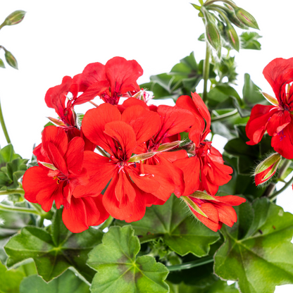 Buitenplant 8x Pelargonium Peltatum Rot - Pot Ø 12cm Hoogte ↕ 20cm