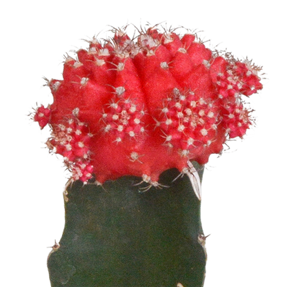 Kamerplant 3x Euphorbia meloformis variegata - Gymnocalycium mix - Pot Ø 5,5cm