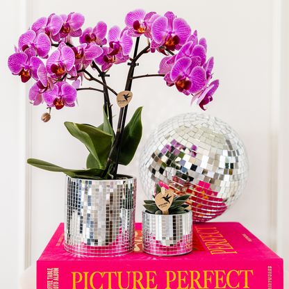 Plantenset - Paarse Vienna Orchidee Ø9cm + Succulent - Incl. Keramieken Sierpotten