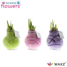 Kamerplant 3x Waxz Art Monet - Pot Ø 7cm Hoogte ↕ 15cm