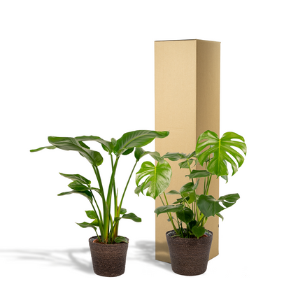 Kamerplant - Strelitzia Nicolai ↕85cm + Monstera Deliciosa ↕75cm + Mand Igmar