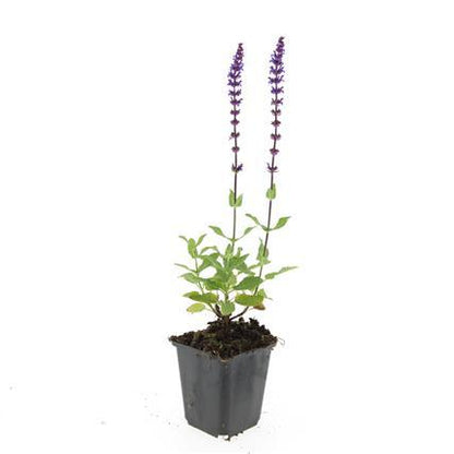 Buitenplant 24x Salvia nem. 'Caradonna' - Bloeiend - Pot Ø 9cm Hoogte ↕ 10-25cm
