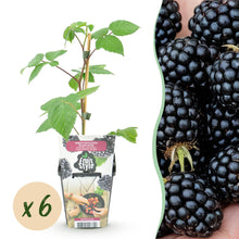 Buitenplant 6x Rubus 'Black Satin' - Braam - Winterhard - Pot Ø 9cm Hoogte ↕ 25cm