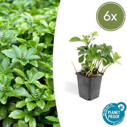 Buitenplant 6x Pachysandra terminalis 'Green Carpet' - Groenblijvende bodembedekker - Pot Ø 9cm Hoogte ↕ 10-25cm
