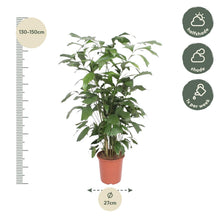 XL Kamerplant - Caryota Mitis - Pot Ø 27cm Hoogte ↕ 140cm