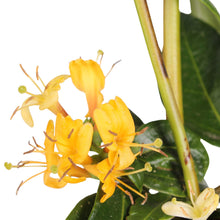Buitenplant 3x Lonicera henryi - Winterhard - Pot Ø 15cm Hoogte ↕ 65cm