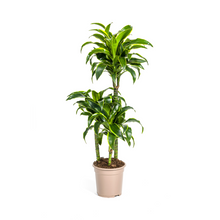 Kamerplant - Dracaena Deremensis Dorado - Pot Ø 21cm Hoogte ↕ 100-120cm