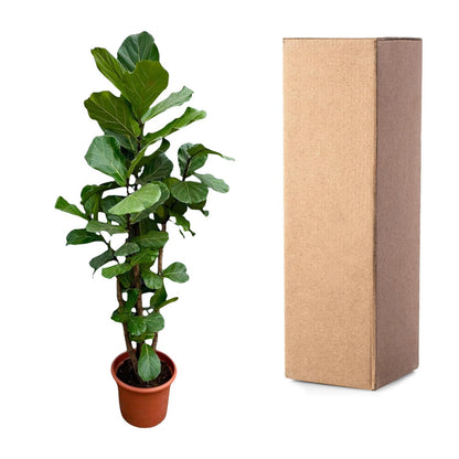 XL Kamerplant - Ficus Lyrata vertakt - Pot Ø 45-50cm Hoogte ↕ 200cm