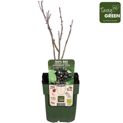 Buitenplant - Ribes nigrum 'Ben Nevis' - Zwarte bes - Pot Ø 13cm Hoogte ↕ 45cm