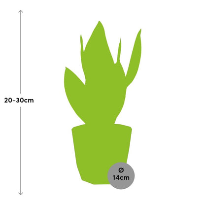 Kamerplant - Sansevieria Futura Superba - Pot Ø 14cm