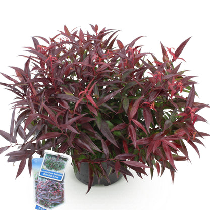 Buitenplant - Leucothoe 'Burning Love' - Groenblijvend - Pot Ø 17cm Hoogte ↕ 45cm