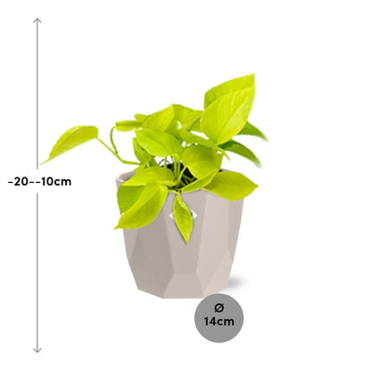 Kamerplant - Epipremnum Pinnatum 'Golden Pothos' - Pot Ø 14cm