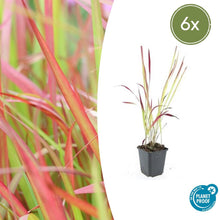 Buitenplant 6x Imperata cylindrica 'Red Baron' - Pot Ø 9cm Hoogte ↕ 10-25cm