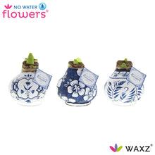 Kamerplant 3x Waxz Delfts Blauw Mix - Pot Ø 7cm Hoogte ↕ 15cm