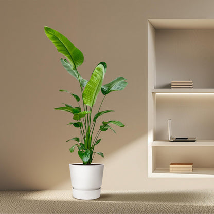 XL Kamerplant - Strelitzia Nicolai - Pot Ø 25-30cm Hoogte ↕ 180-200cm