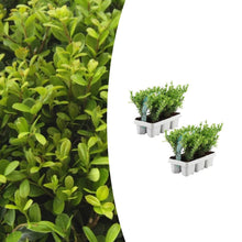 Buitenplant 12x Ilex crenata 'Jenny' - Winterhard - Pot Ø 7cm Hoogte ↕ 15cm
