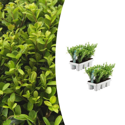 Buitenplant 12x Ilex crenata 'Jenny' - Winterhard - Pot Ø 7cm Hoogte ↕ 15cm