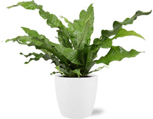 Kamerplant - Microsorum Diversifolium - Pot Ø 17cm Hoogte ↕ 45cm