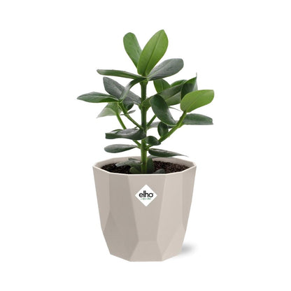 Kamerplant - Clusia Princess - Pot Ø 14cm