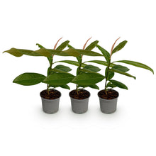 Buitenplant 3x Magnolia grandiflora - Bloeiend - Pot Ø 12cm Hoogte ↕ 30cm