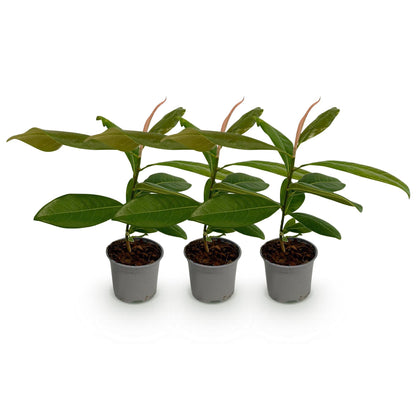 Buitenplant 3x Magnolia grandiflora - Bloeiend - Pot Ø 12cm Hoogte ↕ 30cm
