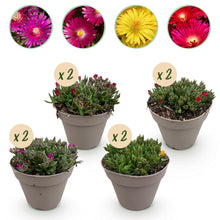 Buitenplant 8x Delosperma - Winterhard - Pot Ø 14cm Hoogte ↕ 17cm