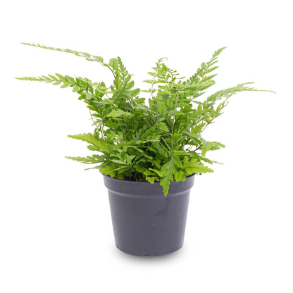 Kamerplant - Varen Athyrium Spicatum - Terrariumplant - Potmaat 6