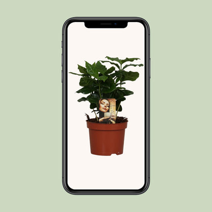 Kamerplant - Coffea Arabica - Pot Ø 12cm Hoogte ↕ 25cm