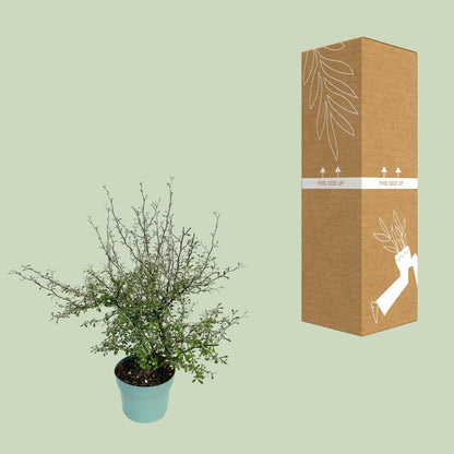 Kamerplant - Maori Green Leaf - Pot Ø 19cm Hoogte ↕ 55cm
