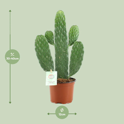 Kamerplant - Opuntia Rubescens Consolea - Pot Ø 12cm Hoogte ↕ 35cm