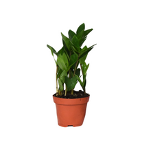 Kamerplant - Zamioculcas - Pot Ø 12cm Hoogte ↕ 30cm