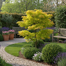 Buitenplant 2x Acer palmatum 'Jordan' - Japanse Esdoorn Geel - Pot Ø 19cm Hoogte ↕ 70cm