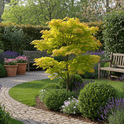 Buitenplant 2x Acer palmatum 'Jordan' - Japanse Esdoorn Geel - Pot Ø 19cm Hoogte ↕ 70cm