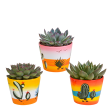 Kamerplant 3x Echeveria mix - In Mexicaanse pot - Pot Ø 10.5cm