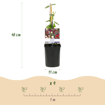 Buitenplant 2x Lonicera Serotina - Bloeiend - Pot Ø 11cm Hoogte ↕ 40cm