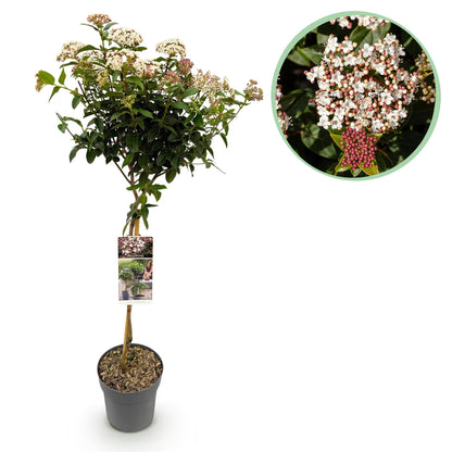 Buitenplant - Viburnum tinus op stam - Winterhard - Pot Ø 19cm Hoogte ↕ 90cm