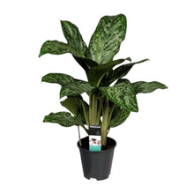 Kamerplant - Aglaonema Greenlight - Pot Ø 17cm Hoogte ↕ 60cm