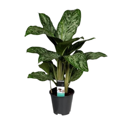 Kamerplant - Aglaonema Greenlight - Pot Ø 17cm Hoogte ↕ 60cm