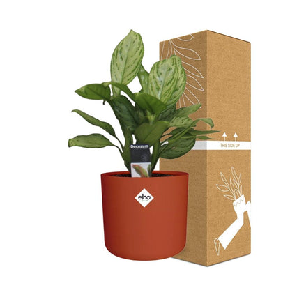 Kamerplant - Aglaonema Christina - Pot Ø 14cm