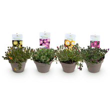 Buitenplant 4x Delosperma Jewel of Desert - Winterhard - Pot Ø 14cm Hoogte ↕ 17cm