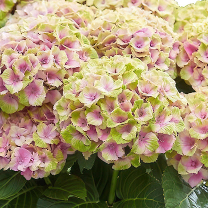 Buitenplant 2x Hydrangea Magical Jewel Pink - Bloeiend - Pot Ø 23cm Hoogte ↕ 55cm