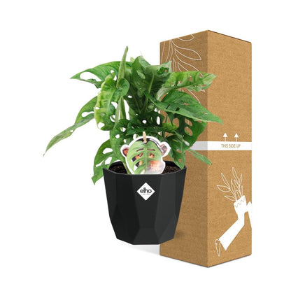 Kamerplant - Monstera 'Monkey Leaf' - Pot Ø 14cm