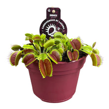 Kamerplant - Dionaea Muscipula - Pot Ø 12cm Hoogte ↕ 12cm