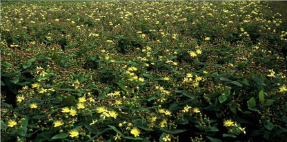 Buitenplant 12x Hypericum inodorum 'Rheingold' - Bloeiend - Pot Ø 9cm Hoogte ↕ 10-25cm