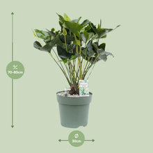 Kamerplant - Anthurium Arrow - Pot Ø 30cm Hoogte ↕ 80cm