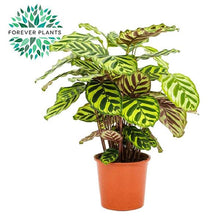 Kamerplant - Calathea Makoyana - Pot Ø 17cm Hoogte ↕ 55cm