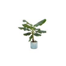 Kamerplant - Bananenplant (Musa) inclusief pot - Pot Ø 22cm Hoogte ↕ 90cm