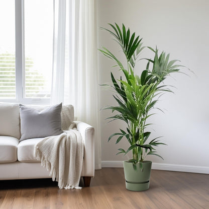 XL kamerplant - Howea - Pot Ø 24cm Hoogte ↕ 160cm