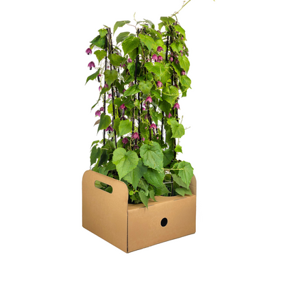 Buitenplant 4x Rhodochiton atrosanguineum Purple Bells - Bloeiend - Pot Ø 13cm Hoogte ↕ 60cm