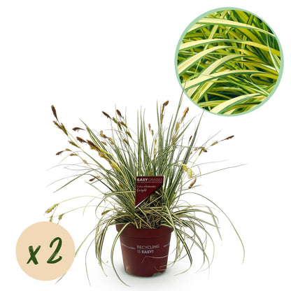 Buitenplant 2x Carex oshimensis Evergold - Bladhoudend - Pot Ø 17cm Hoogte ↕ 50cm